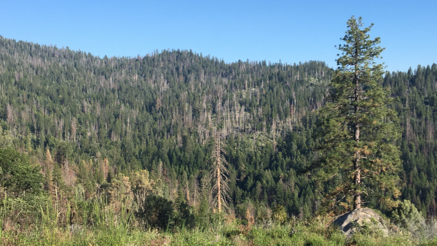 UNM scientists find climate-driven tree mortality and fuel aridity